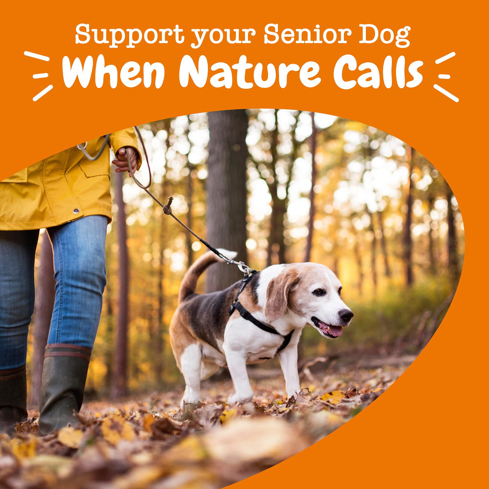 Zesty Paws dog wellness scene shows a happy senior with energy