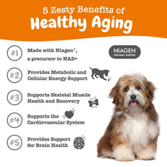 Active dog scene with Zesty Paws NAD+ Precursor support for muscles