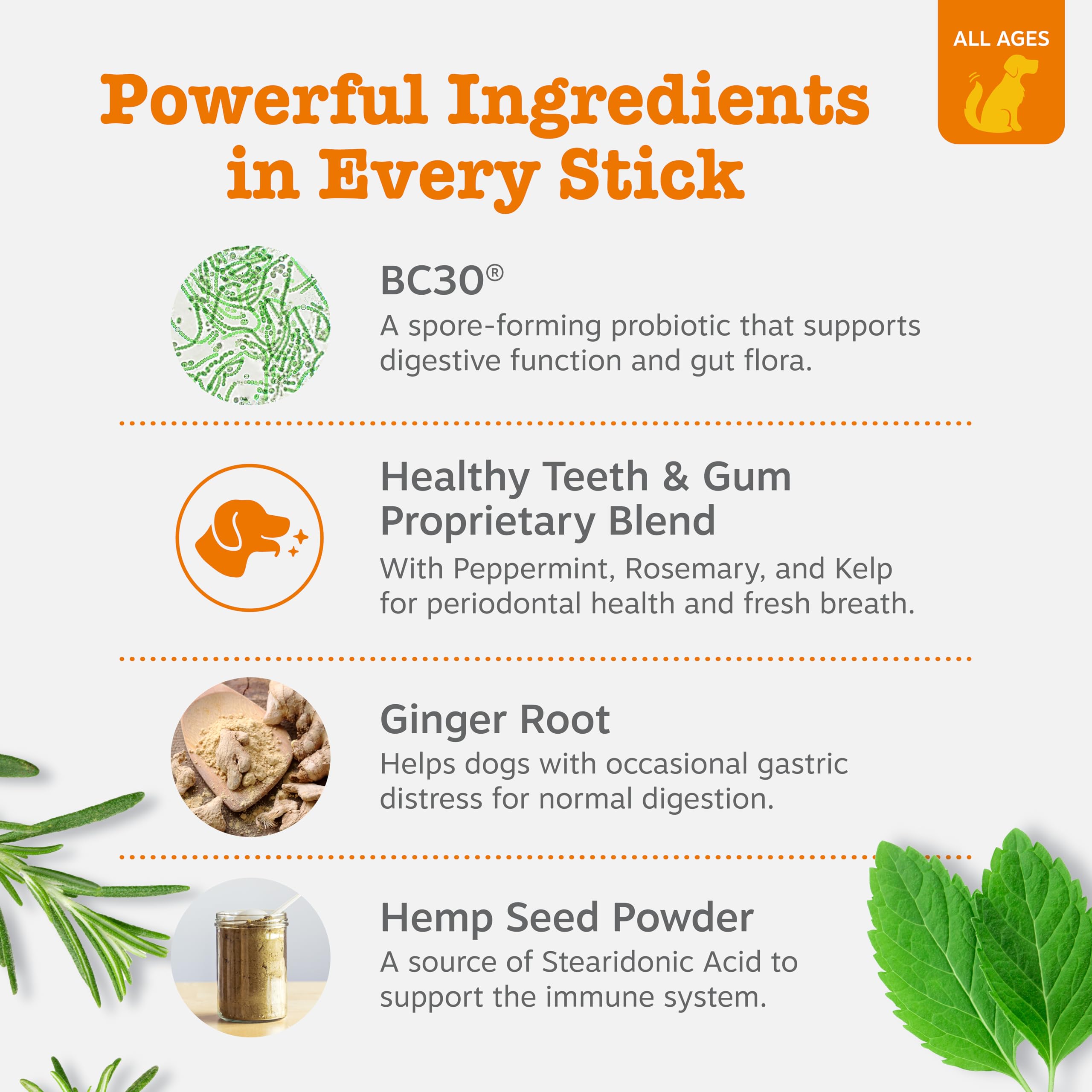 Closeup of OraStix stick with ginger and curcumin for digestive comfort.