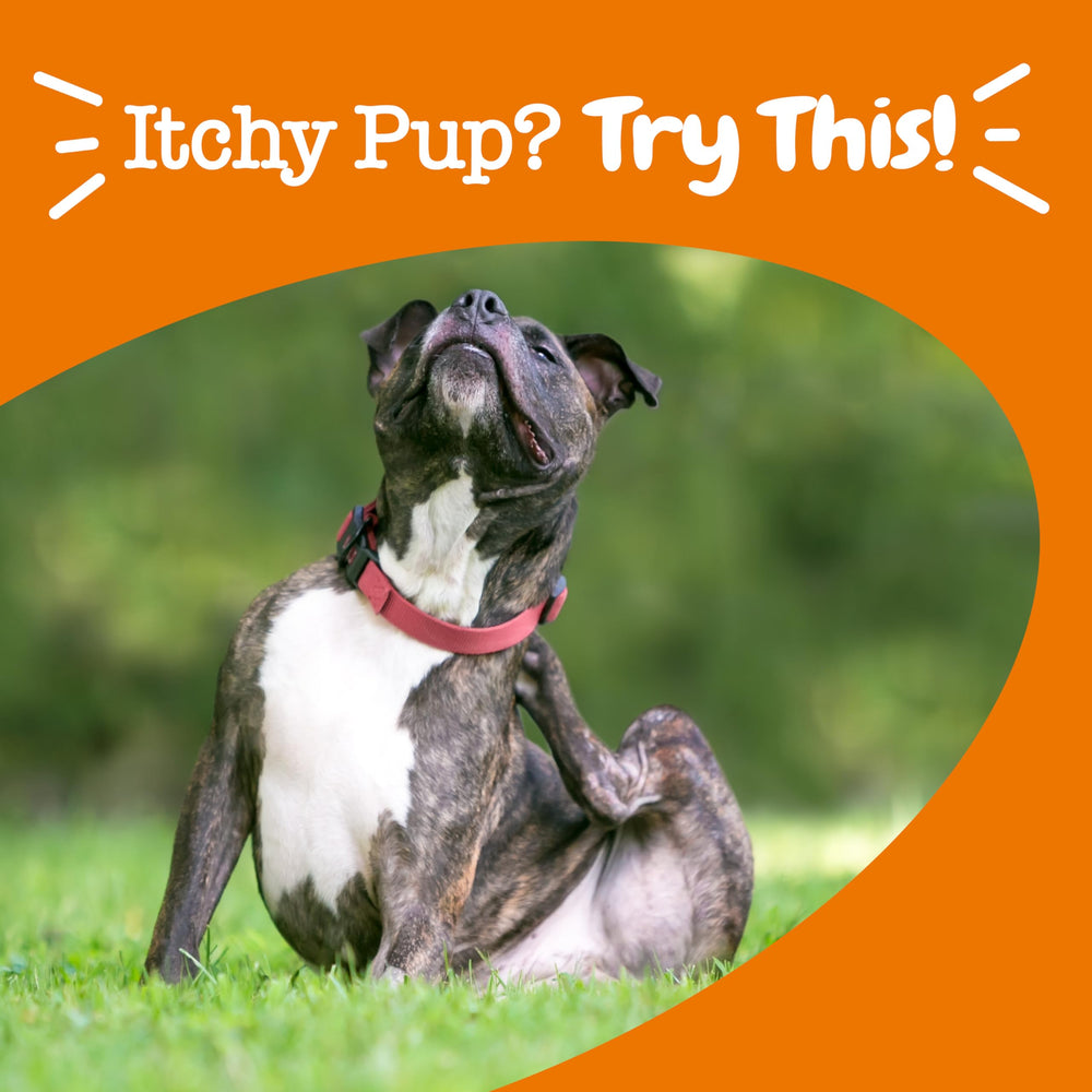 Zesty Paws Itch Relief box and chews, illustrating packaging and convenient daily dosing.