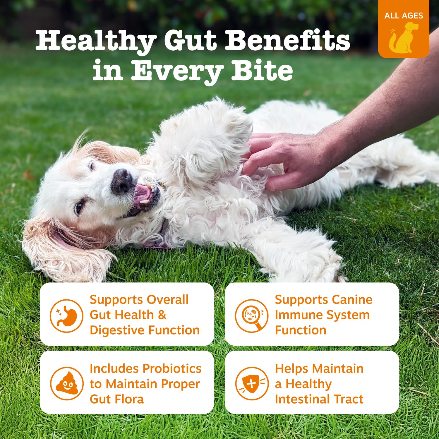 Zesty Paws Probiotics dog chews pumpkin flavor, a tasty gut health treat.