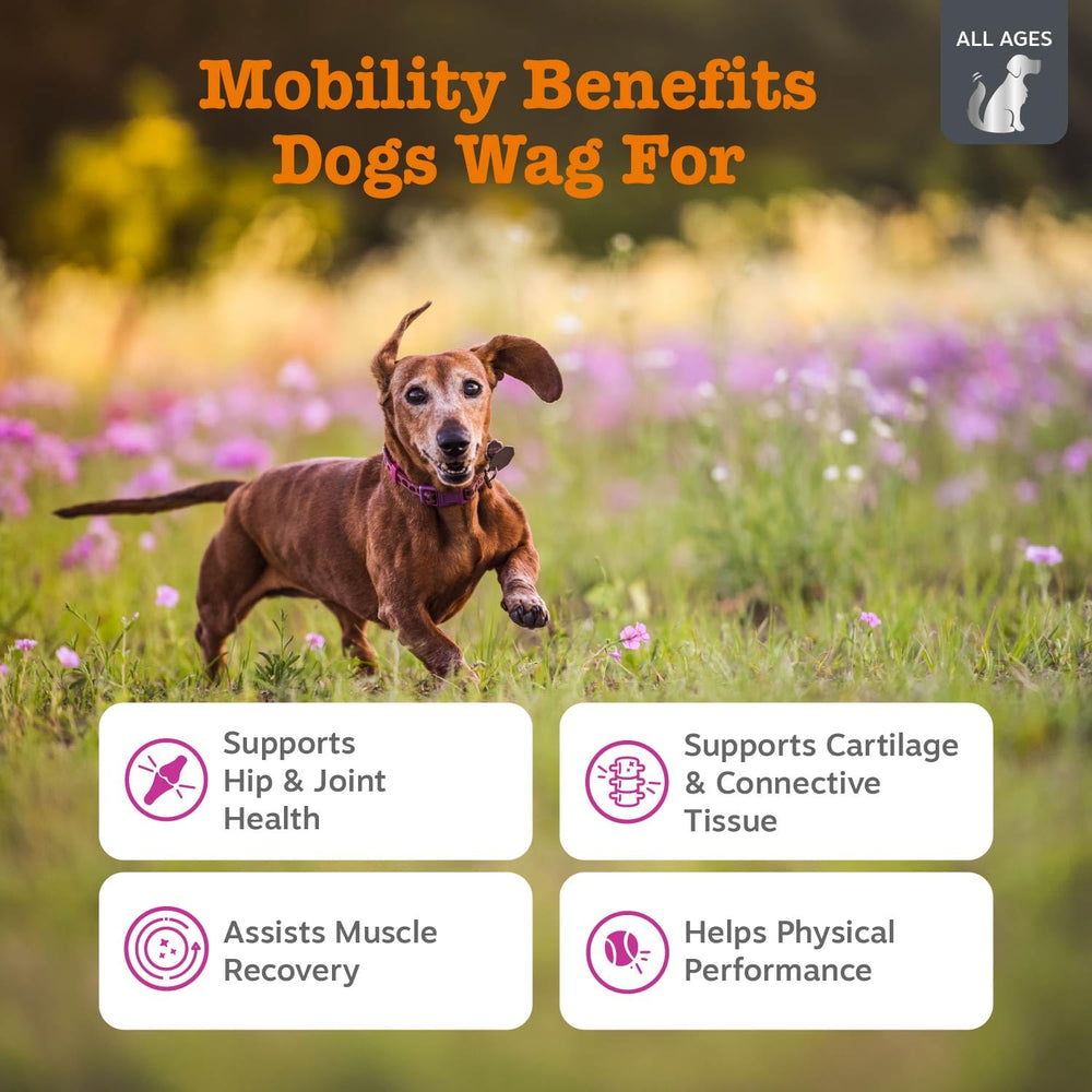 Zesty Paws Vet Strength Mobility Bites bottle label highlighting vet-formulated joint support.