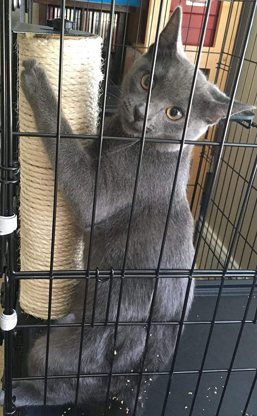 ZFBIRD cat-scratcher-in-action shows a cat stretching and scratching confidently.