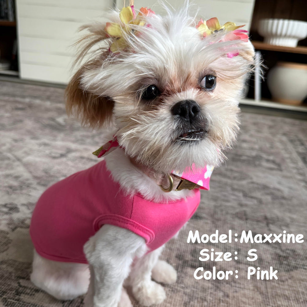 ZhuPolly puppy wearing shirt during outdoor strolls for comfort