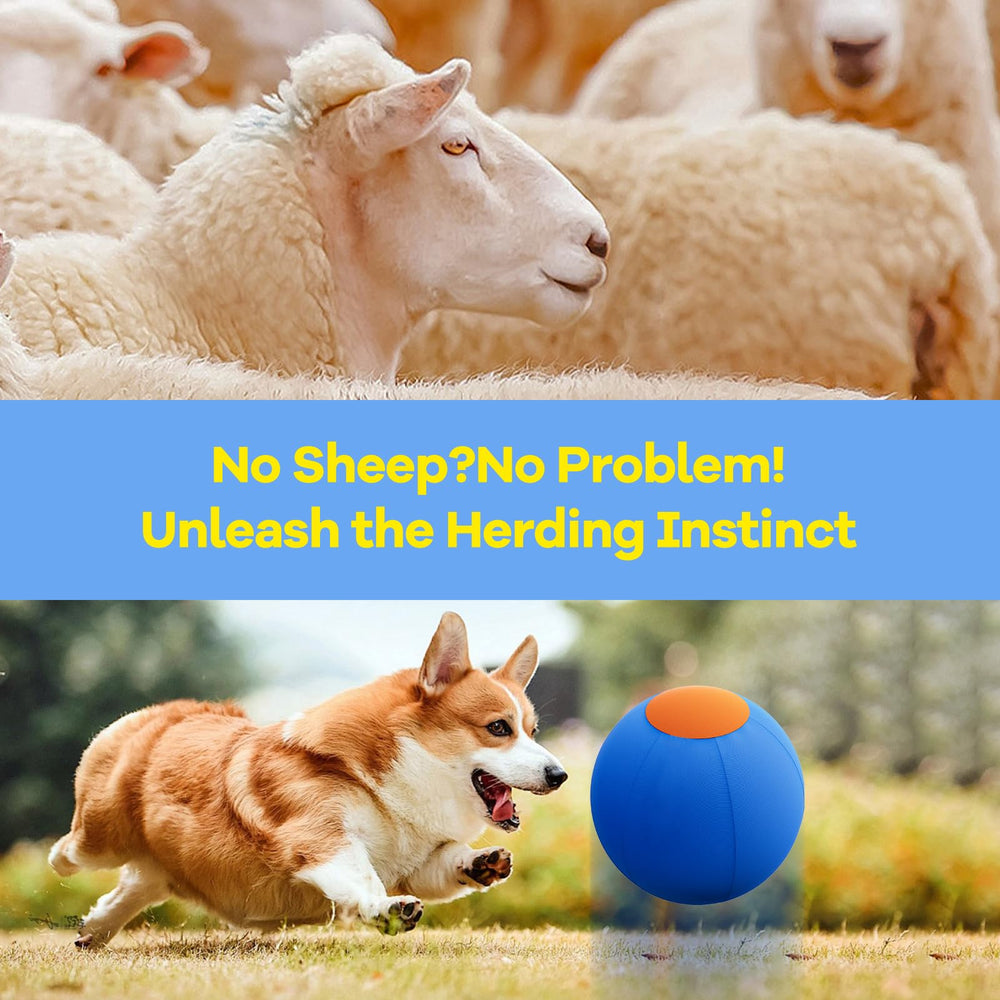 ZIDA herding-ball strengthens bonds through guided training and coordination