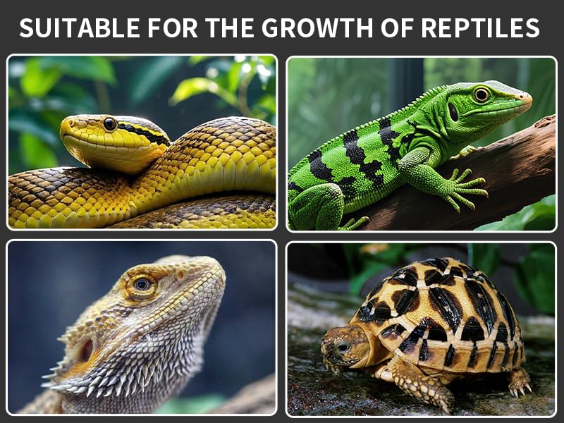Zingbabu ready-to-gift packaging makes reptile gifts easy to buy.