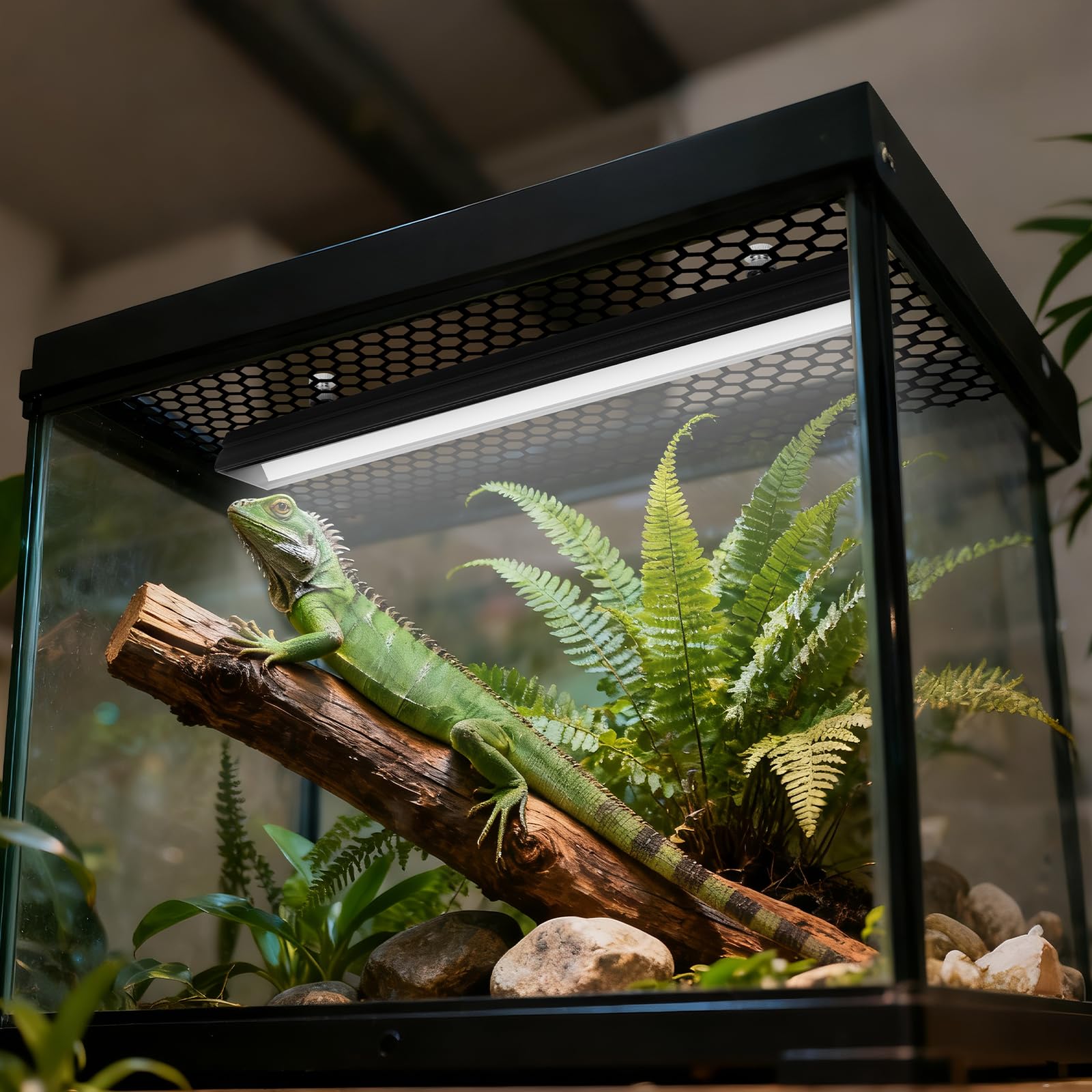 Zingbabu wall-mounting option saves space in tight habitats.
