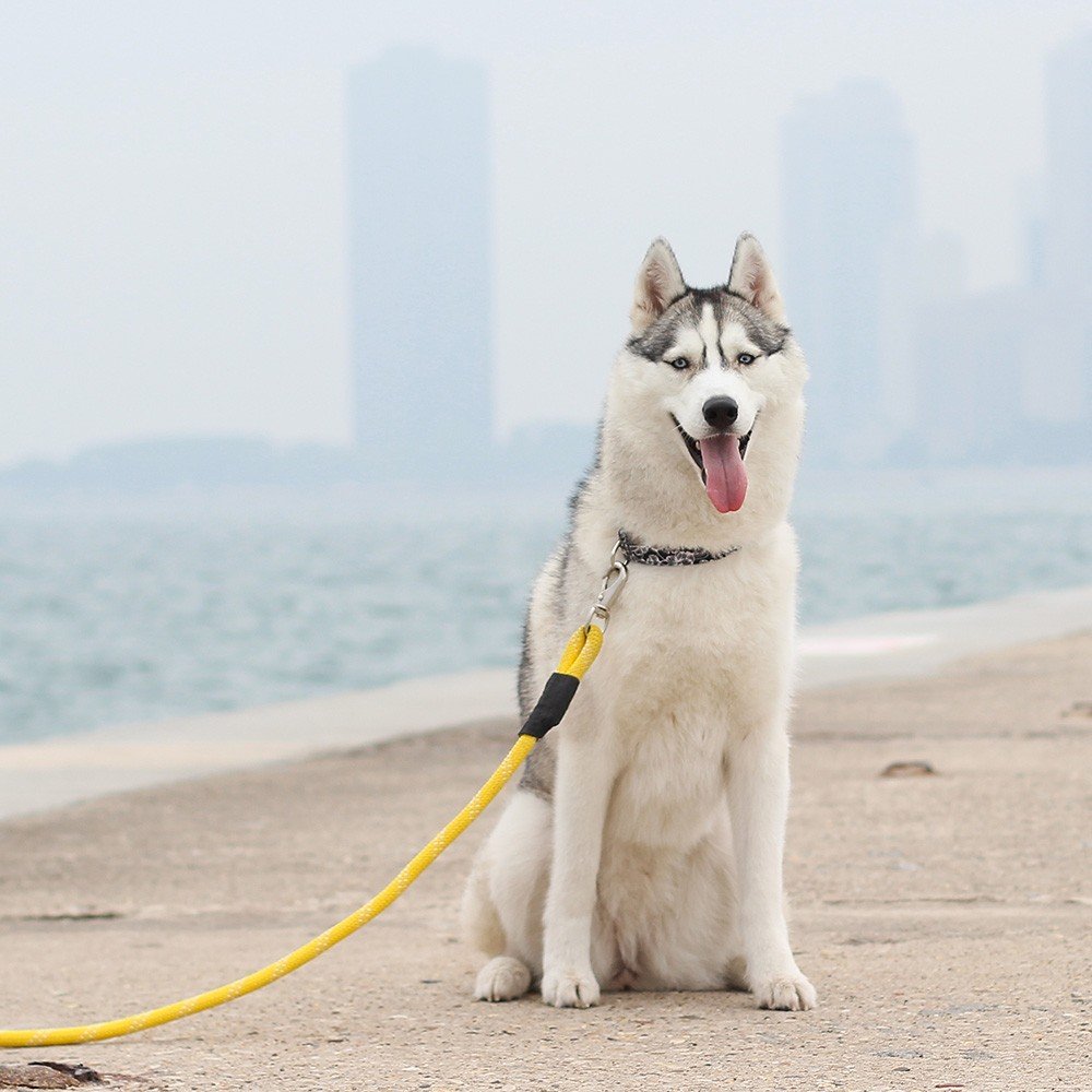 ZippyPaws Climbers Rope Leash teal is ideal for controlled trail hikes with large dogs