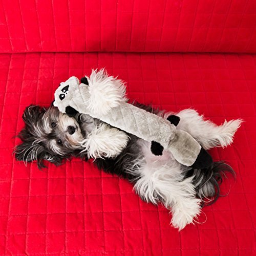 ZippyPaws Jigglerz Raccoon Toy close-up highlights exclusive jiggle squeaker.