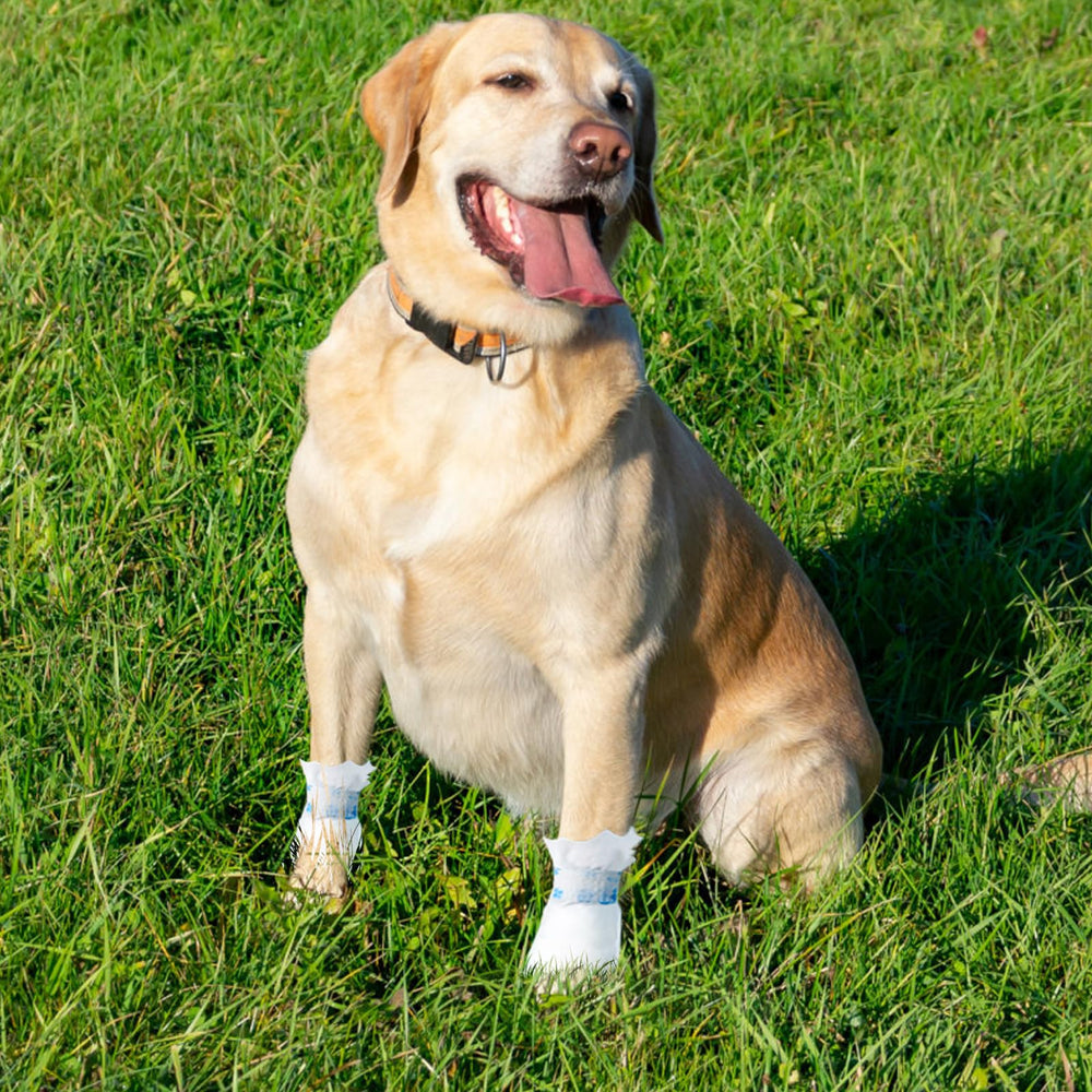 Ziyue dog booties in use during a walk show dirt protection