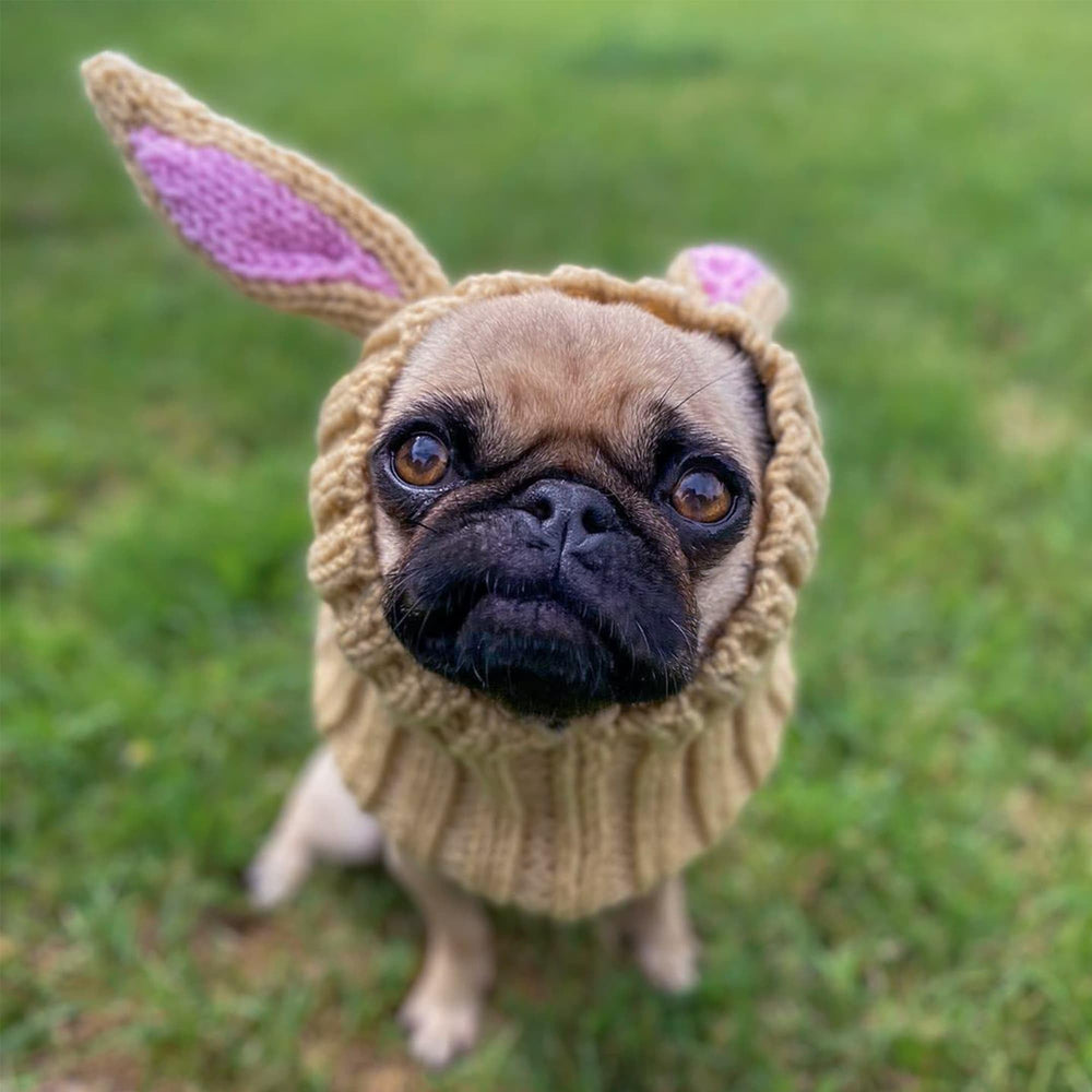 Zoo Snoods breed suggestions: Boxer, Golden Retriever, Husky fits well.