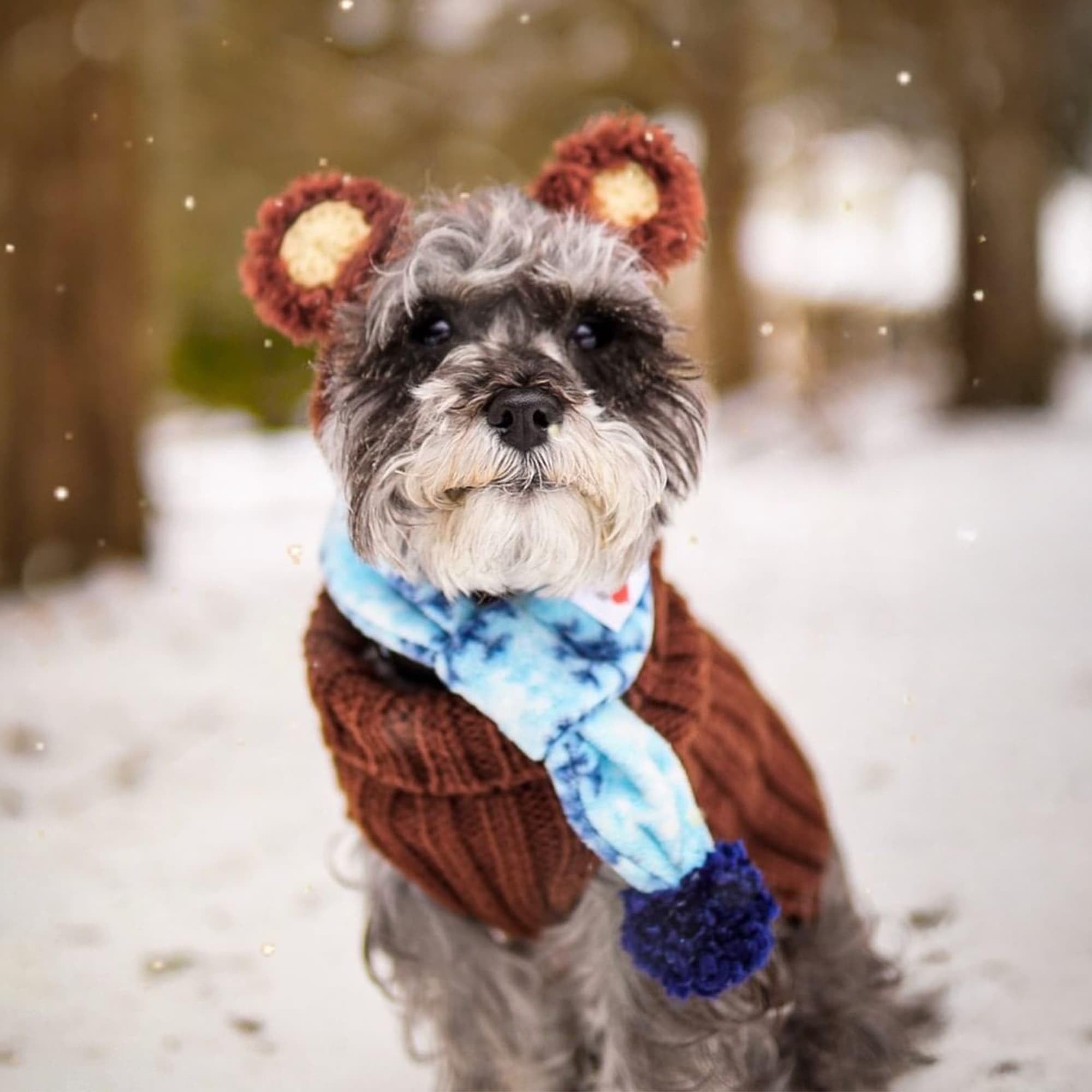 Zoo Snoods cute bear costume on pug perfect for events.