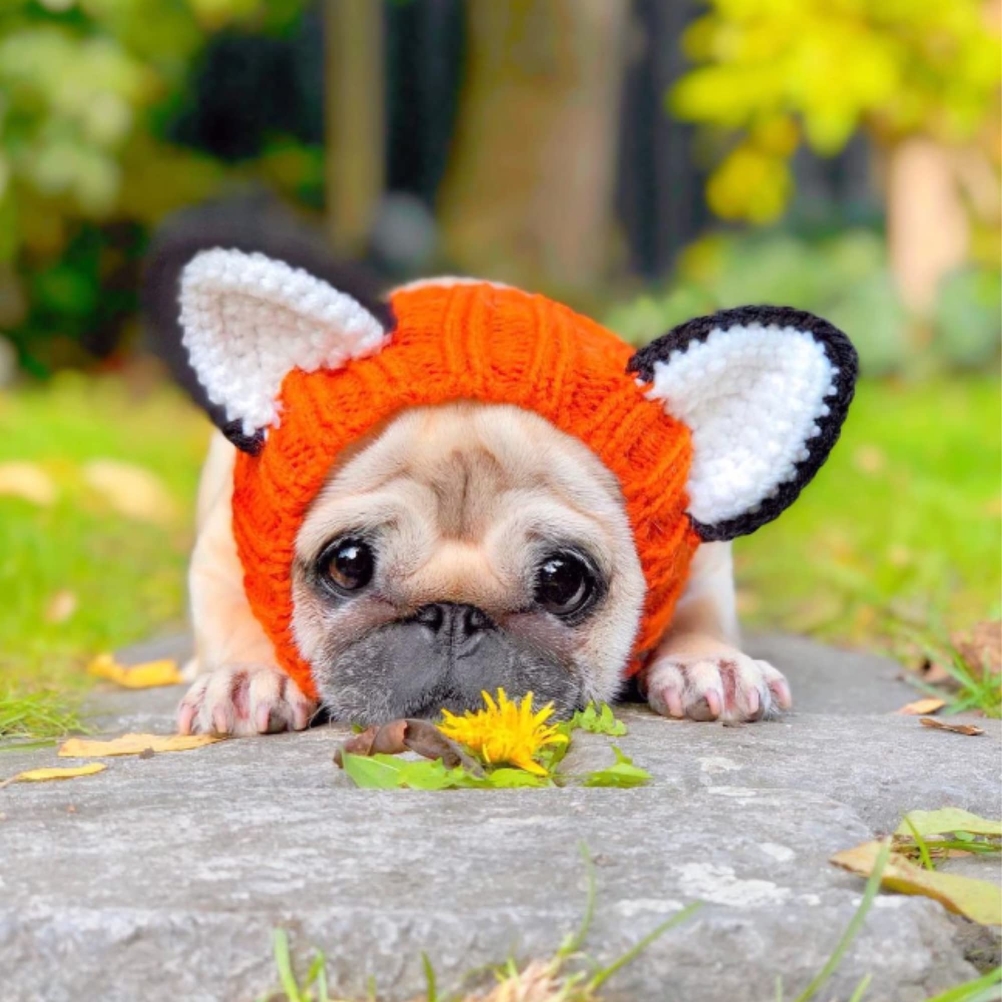 Zoo Snoods Fox Costume on a beagle or corgi in winter.