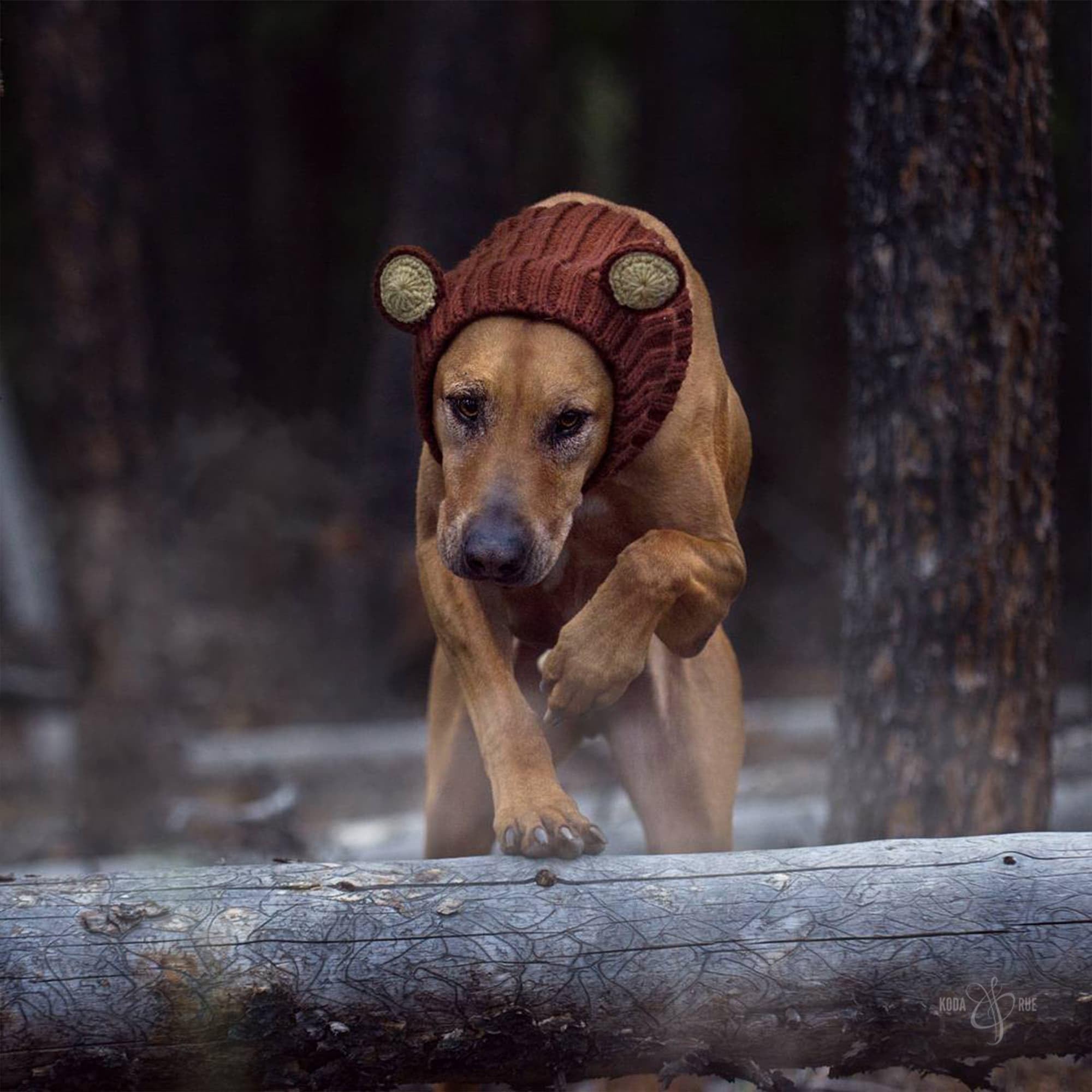 Zoo Snoods Halloween winter style adds cute protection for pets.