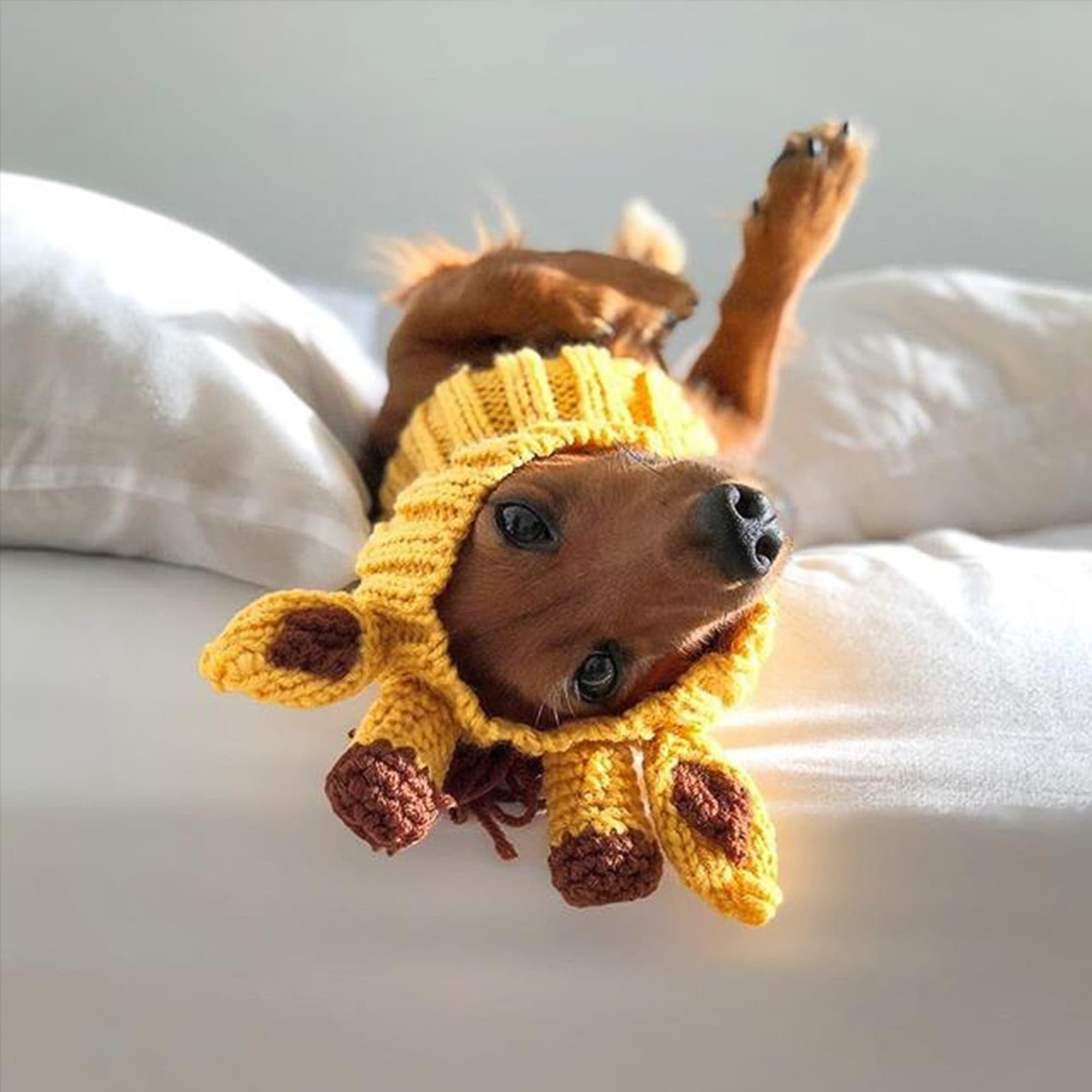 Zoo Snoods halloween-winter-use shown as seasonal pet accessory