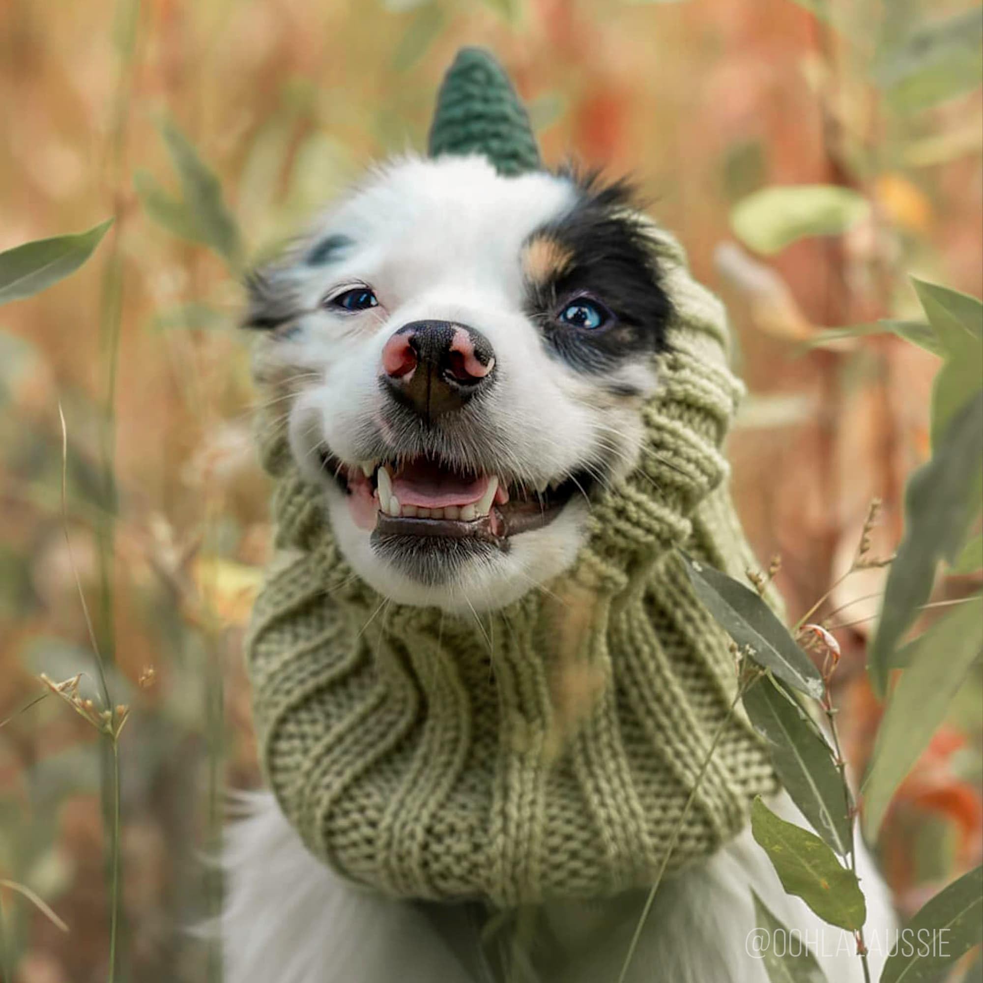 Zoo Snoods Large size fit image showing suitability for big breeds
