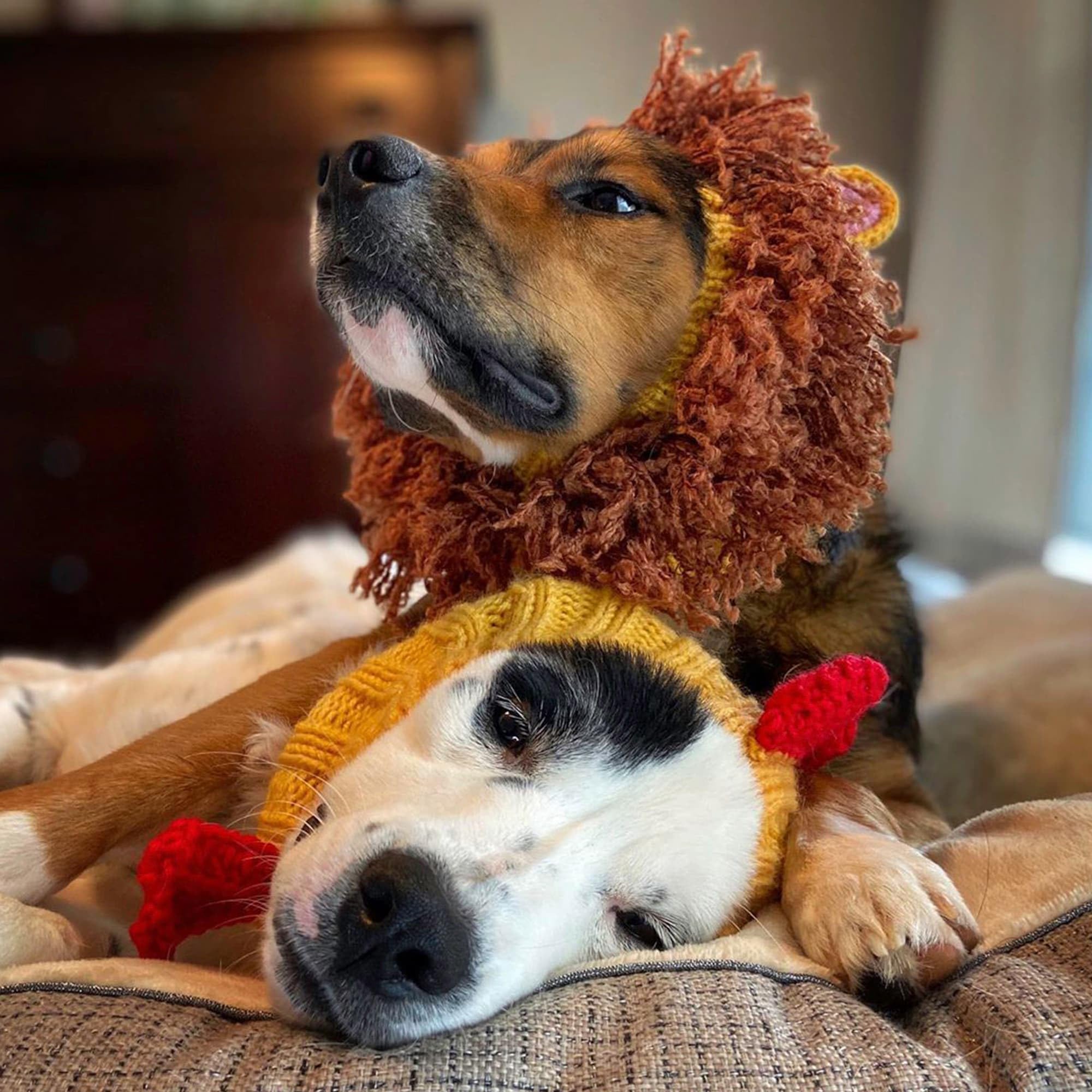 Zoo Snoods protects-dog-ears from dirt and moisture in winter walks