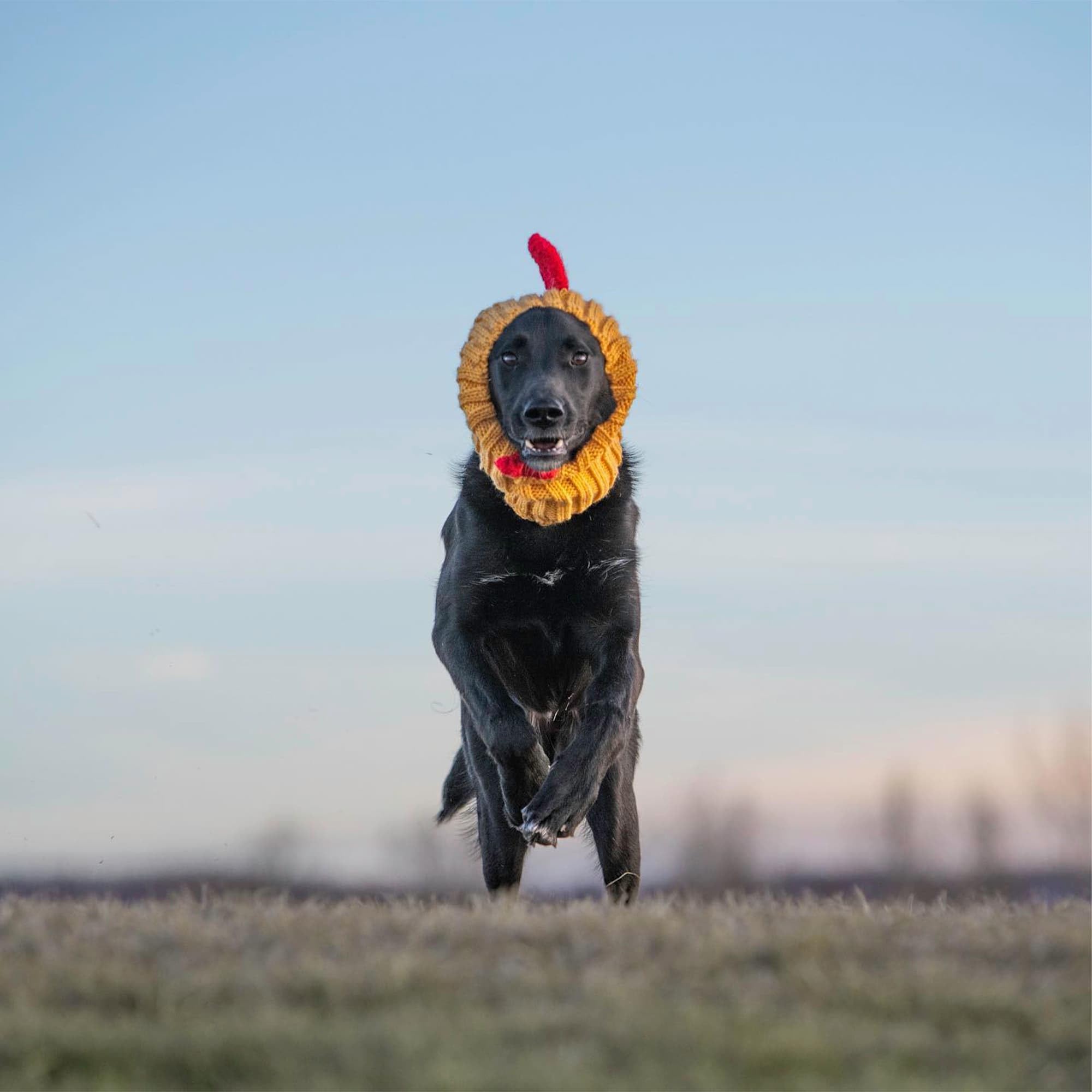 Zoo Snoods winter-wear suitable for large breeds like Golden Retrievers
