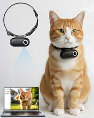 ZoomaraKam cat camera collar worn during play captures crisp everyday moments.