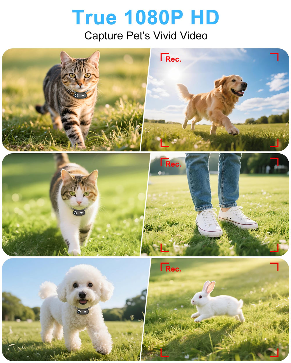 ZoomaraKam lightweight XS design on cat collar for comfortable wear