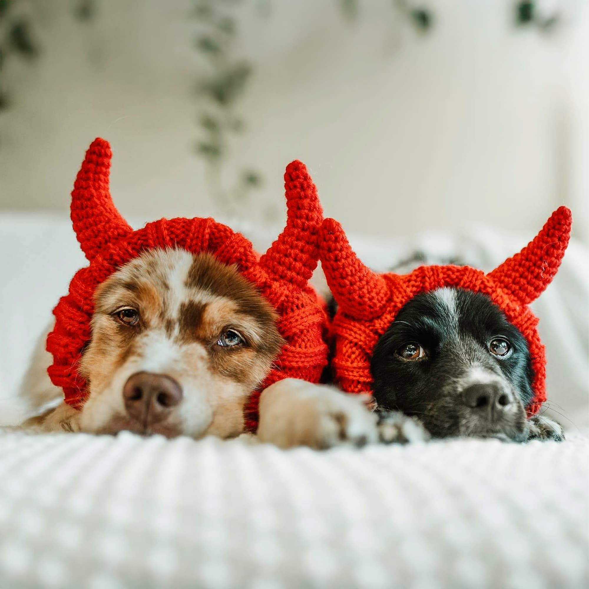 Zoo Snoods Red Devil Dog Costume flexible stretchy yarn for easy on-off.
