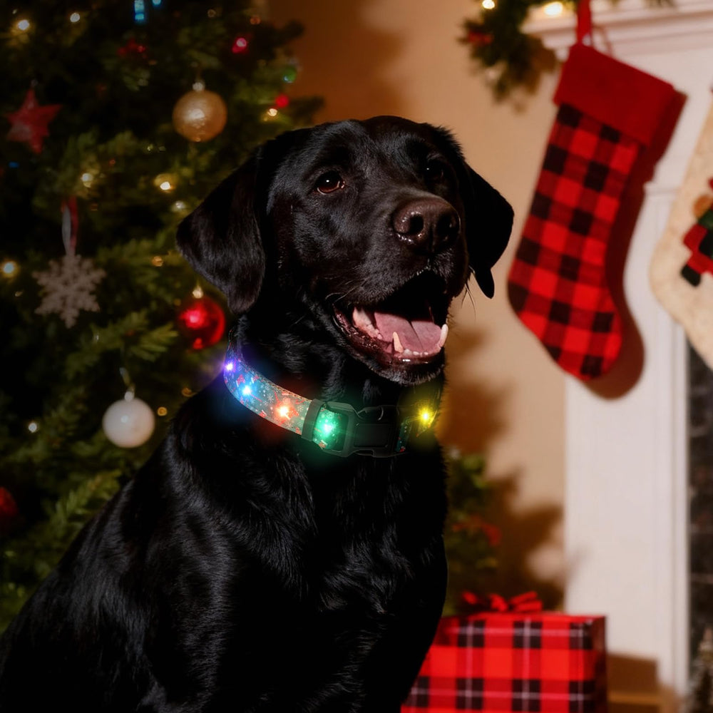 ZOWPET glowing collar on dog showcases cute glow-in-the-dark fashion during photos.
