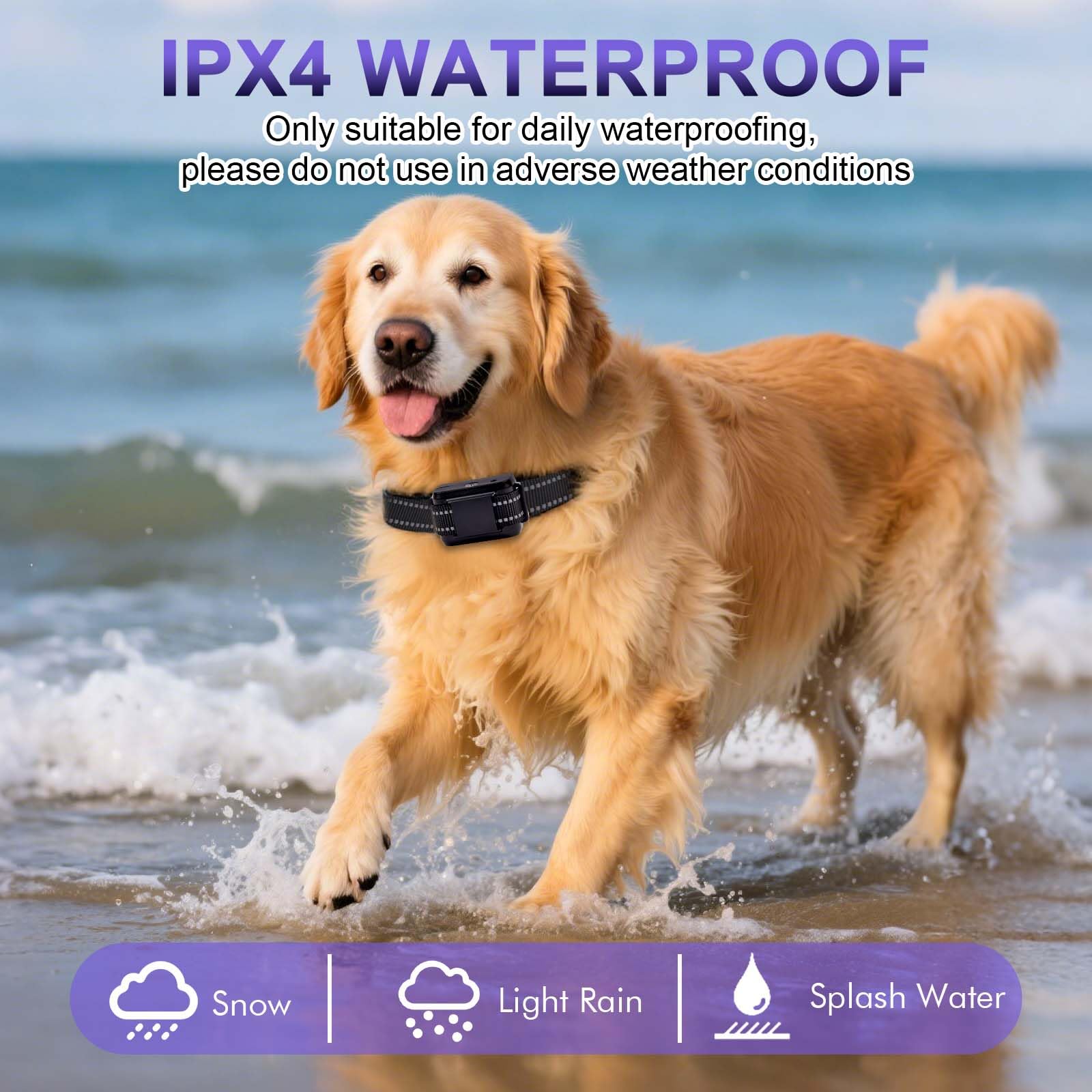 Zylfexo Citronella Bark Collar on dog with adjustable fit.